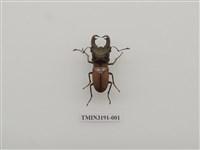 藏品(雞冠細身赤鍬形蟲)的圖片